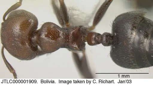 Crematogaster goeldii - JTLC000001909