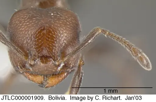 Crematogaster goeldii - JTLC000001909