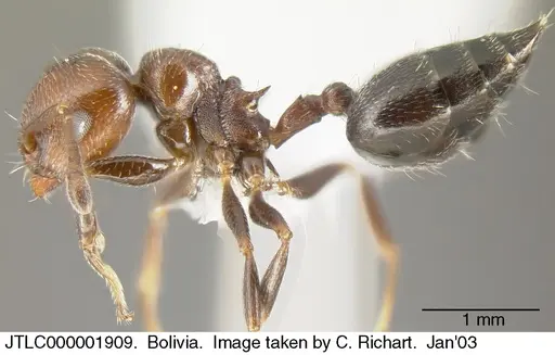 Crematogaster goeldii - JTLC000001909