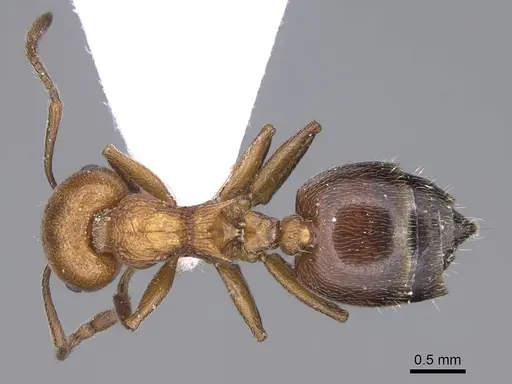 Crematogaster gordani specimen