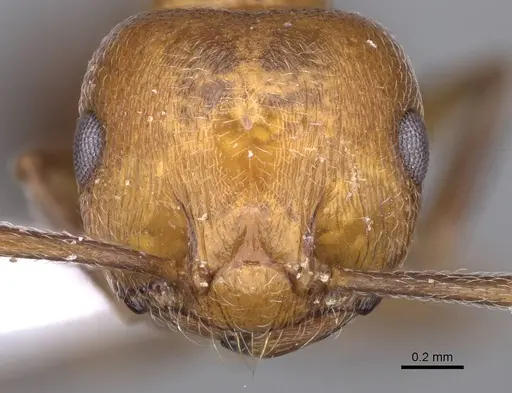 Crematogaster gordani specimen