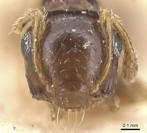 Crematogaster gratiosa specimen