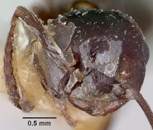 Crematogaster grevei specimen