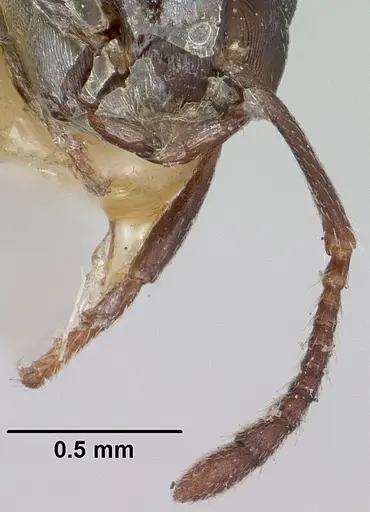 Crematogaster grevei specimen