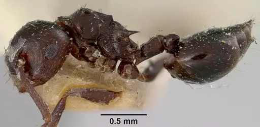 Crematogaster grevei - CASENT0101558