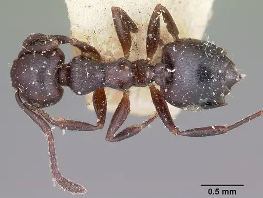 Crematogaster grevei - CASENT0101572