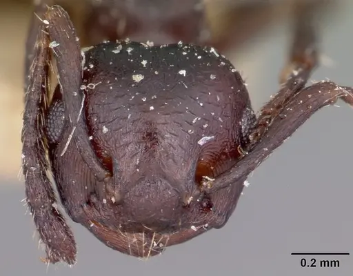 Crematogaster grevei - CASENT0101572