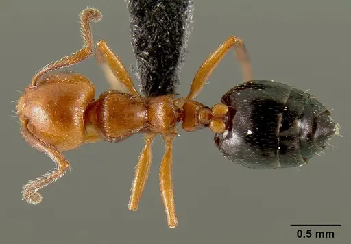 Crematogaster grevei - CASENT0449661