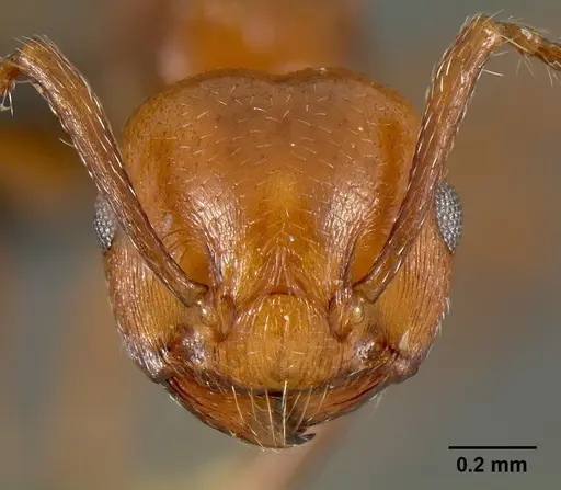 Crematogaster grevei - CASENT0449661