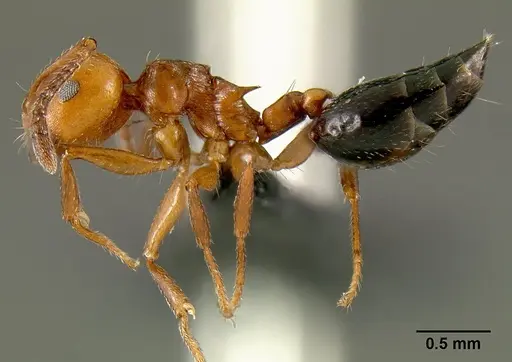 Crematogaster grevei - CASENT0449661