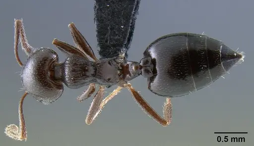 Crematogaster grevei - CASENT0454184