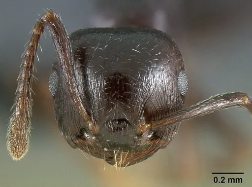 Crematogaster grevei - CASENT0454184