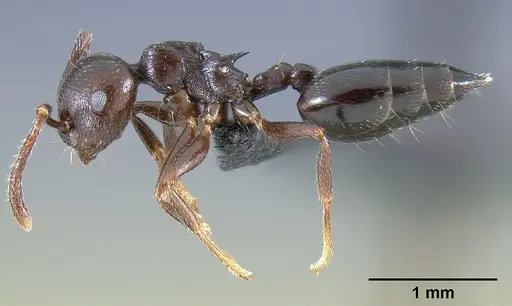 Crematogaster grevei - CASENT0454184
