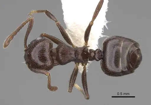 Crematogaster grevei - CASENT0922639