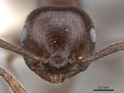 Crematogaster grevei - CASENT0922639