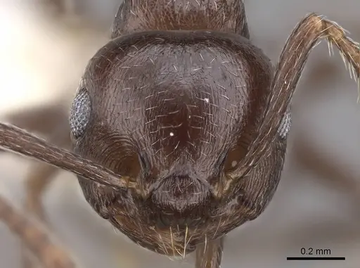 Crematogaster grevei - CASENT0922639