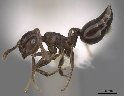 Crematogaster grevei - CASENT0922639