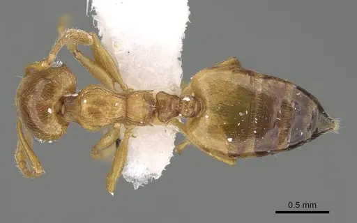 Crematogaster gryllsi specimen