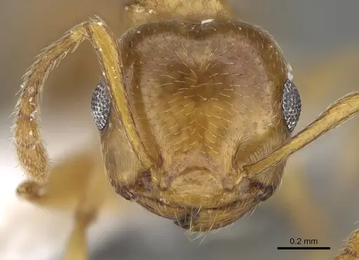 Crematogaster gryllsi specimen