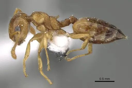 Crematogaster gryllsi specimen