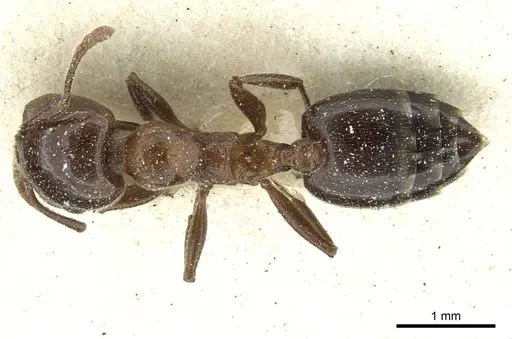 Crematogaster gutenbergi specimen