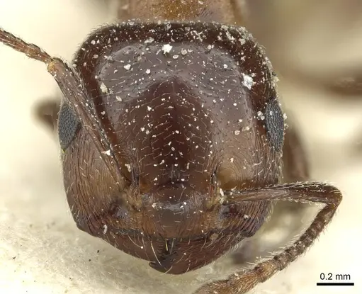 Crematogaster gutenbergi specimen