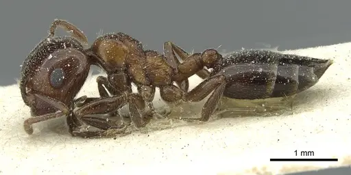 Crematogaster gutenbergi specimen