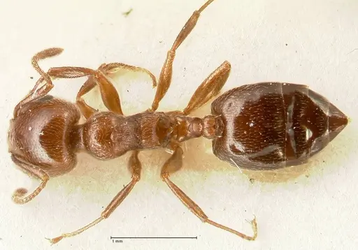 Crematogaster gutenbergi - FOCOL1460