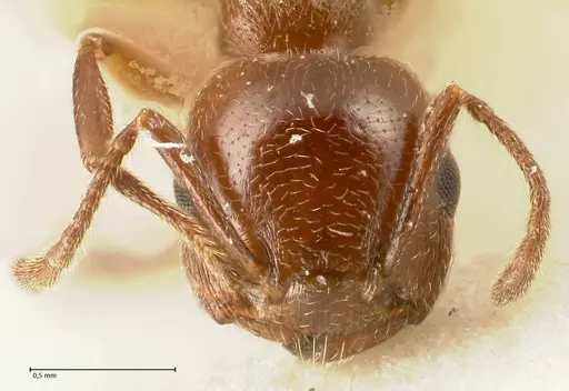 Crematogaster gutenbergi - FOCOL1460