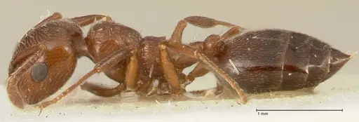 Crematogaster gutenbergi - FOCOL1460