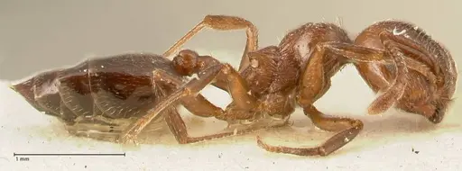 Crematogaster gutenbergi - FOCOL1460