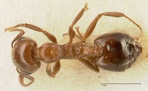 Crematogaster gutenbergi - FOCOL1461