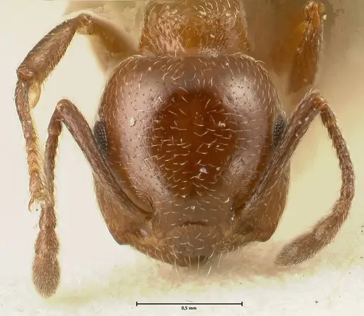 Crematogaster gutenbergi - FOCOL1461