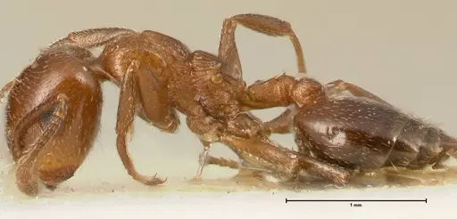Crematogaster gutenbergi - FOCOL1461