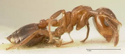 Crematogaster gutenbergi - FOCOL1461