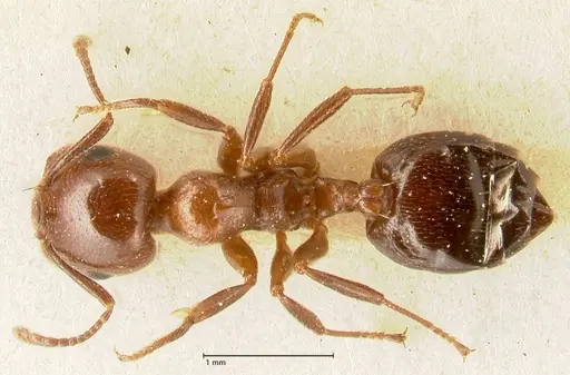 Crematogaster gutenbergi - FOCOL1462