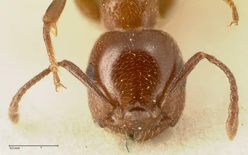 Crematogaster gutenbergi - FOCOL1462