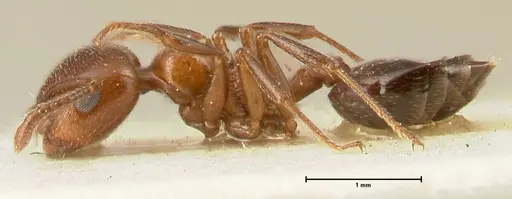Crematogaster gutenbergi - FOCOL1462