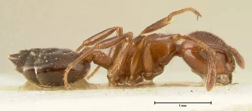 Crematogaster gutenbergi - FOCOL1462