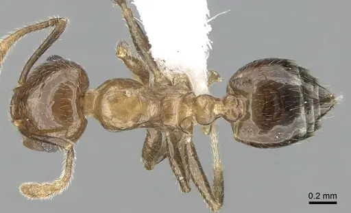 Crematogaster hafahafa specimen