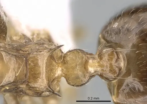 Crematogaster hafahafa specimen