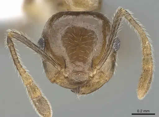 Crematogaster hafahafa specimen