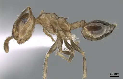 Crematogaster hafahafa - CASENT0436524