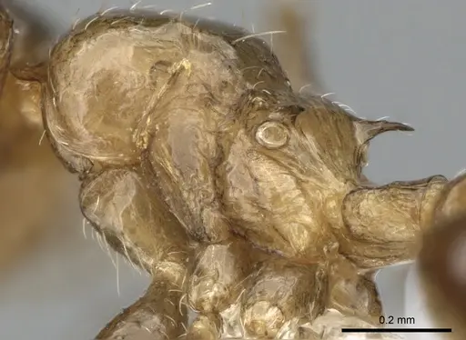 Crematogaster hafahafa - CASENT0436524