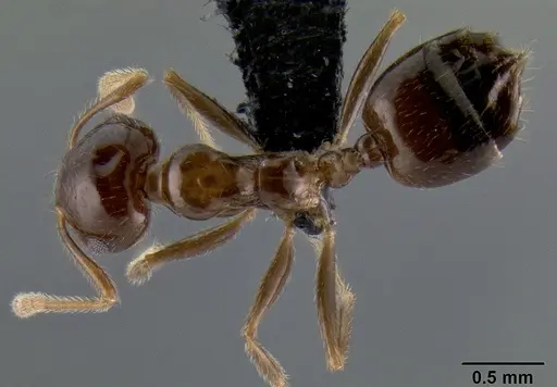 Crematogaster hazolava specimen
