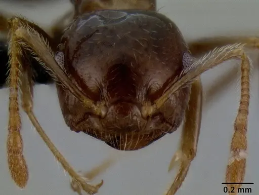 Crematogaster hazolava specimen