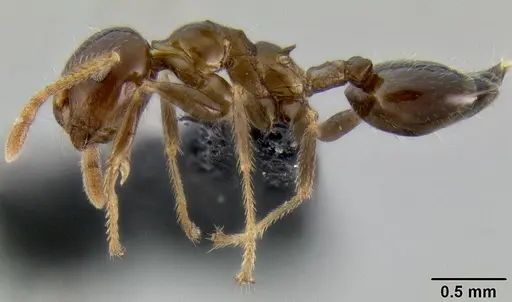 Crematogaster hazolava specimen