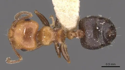 Crematogaster heathi specimen
