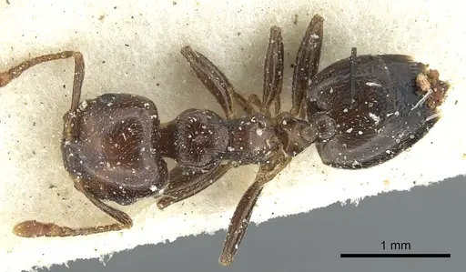 Crematogaster hemiceros specimen