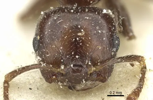 Crematogaster hemiceros specimen